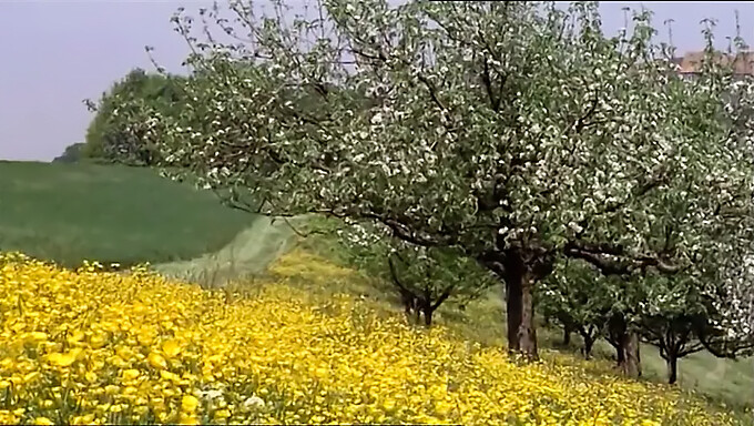 학교 소녀들 1977: 완전한 영화